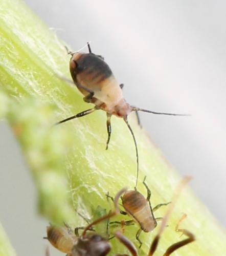 Réf. 129 823 : Metopeurum fuscoviride