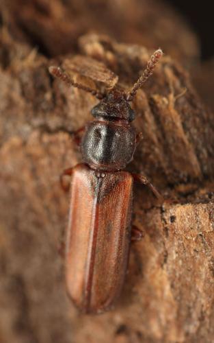 Pediacus dermestoides
