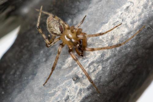 Zygiella atrica
