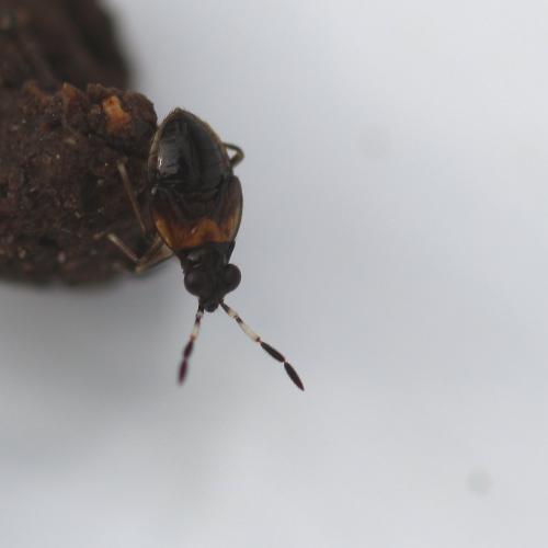 Chartoscirta cocksii