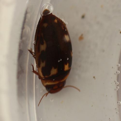 Platambus maculatus