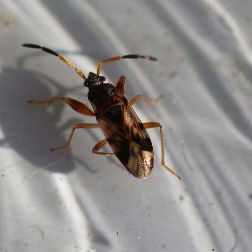 Scolopostethus sp.