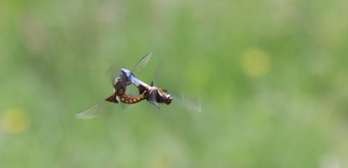 Réf. 129 776 : Libellula depressa
