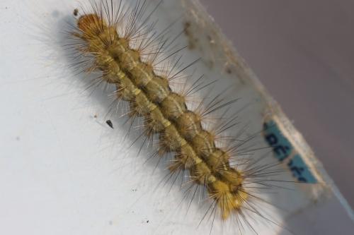 Spilosoma lutea
