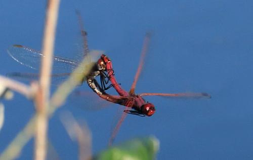Trithemis annulata