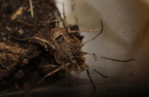 Odiellus spinosus