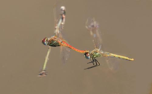 Réf. 129 778 : Sympetrum fonscolombii