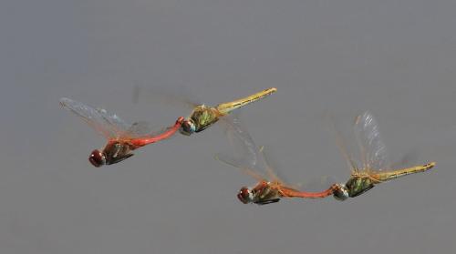 Réf. 129 779 : Sympetrum fonscolombii