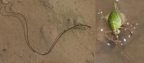 Barbitistes sp.
