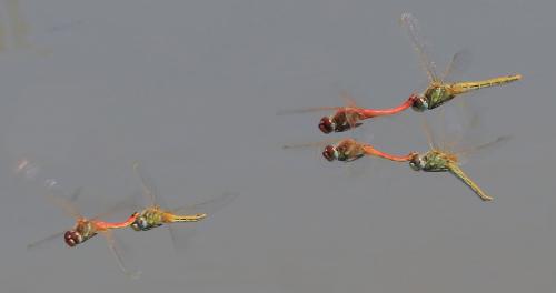 Réf. 129 780 : Sympetrum fonscolombii