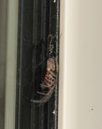 Dipogon sp.
