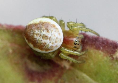 Araniella sp.