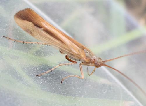Limnephilus vittatus