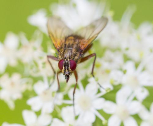 Réf. 129 464 : Helina sp.