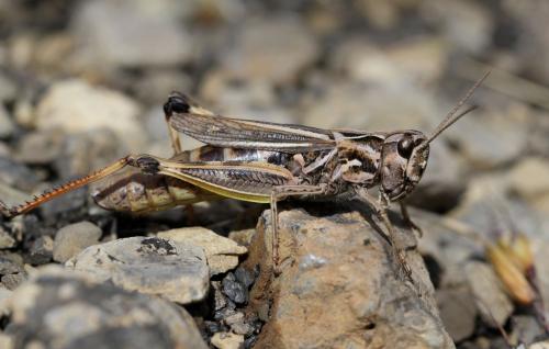 Chorthippus saulcyi daimei
