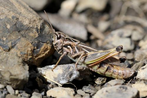 Chorthippus saulcyi daimei