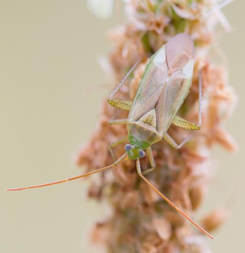 Réf. 129 465 : Adelphocoris lineolatus