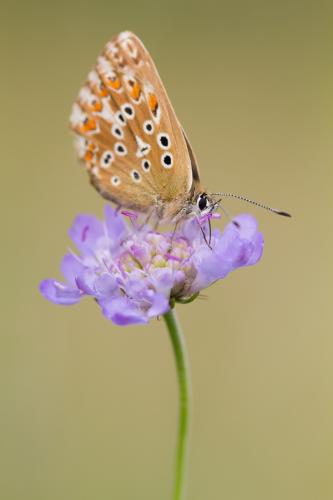 Polyommatus coridon