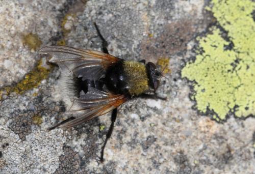 Réf. 129 038 : Mesembrina mystacea