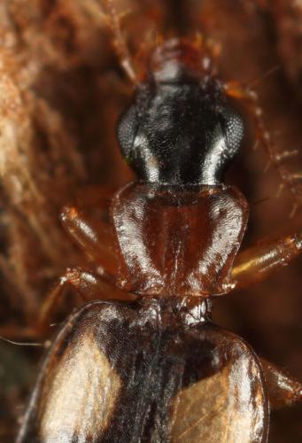 Calodromius bifasciatus