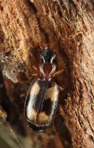 Calodromius bifasciatus