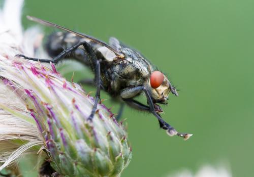 Sarcophaga sp.