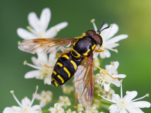 Réf. 129 930 : Chrysotoxum festivum