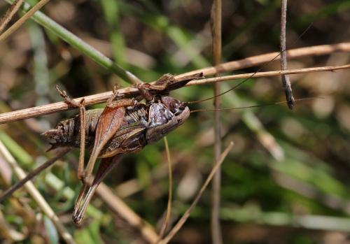 Metrioptera saussuriana