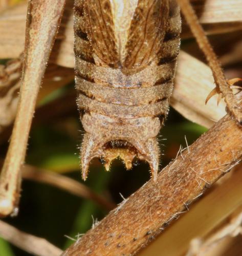 Metrioptera saussuriana