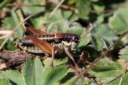 Anonconotus ligustinus
