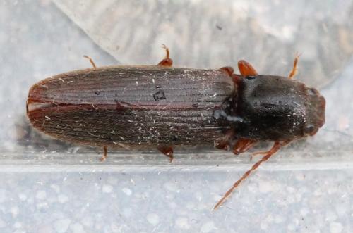 Athous campyloides