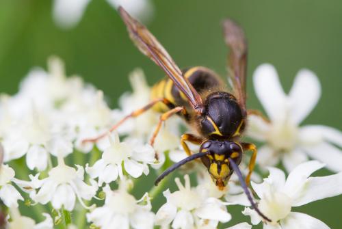 Dolichovespula media