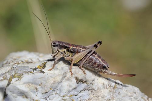 Anonconotus ligustinus