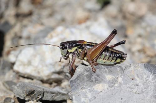Anonconotus ligustinus