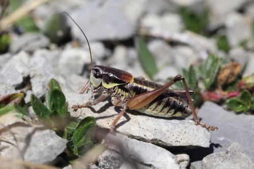 Réf. 129 349 : Anonconotus ligustinus