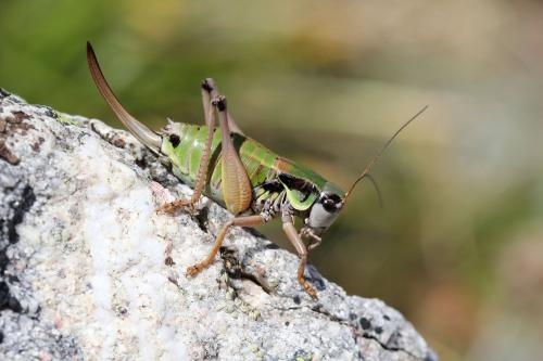 Anonconotus ligustinus