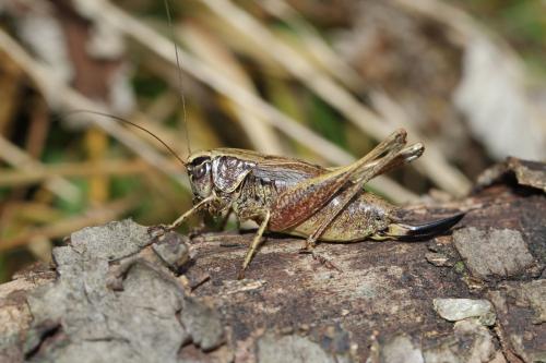 Metrioptera saussuriana
