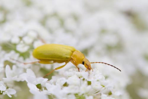 Réf. 129 010 : Cteniopus sulphureus