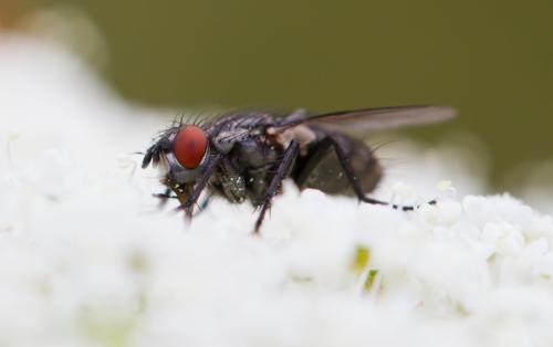 Sarcophaga sp.