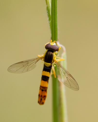 Réf. 129 591 : Sphaerophoria scripta