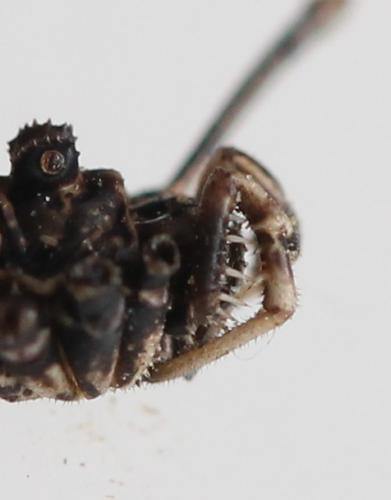 Réf. 129 041 : Platybunus pinetorum