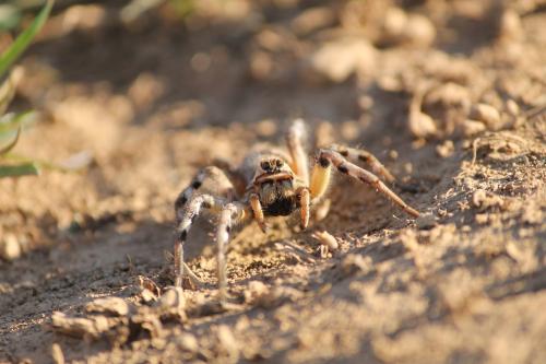Lycosa tarantula