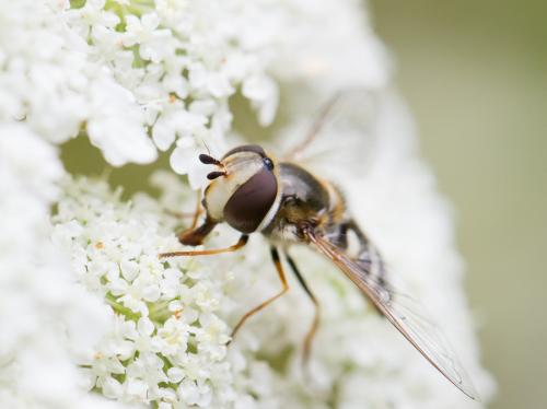 Réf. 129 847 : Scaeva pyrastri