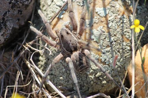 Lycosa tarantula