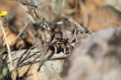 Lycosa tarantula