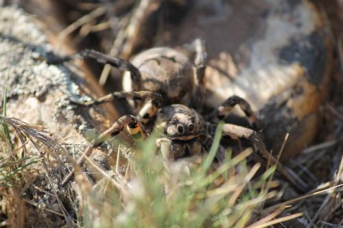 Lycosa tarantula