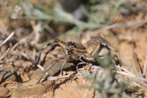 Lycosa tarantula