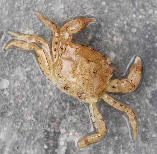 Hemigrapsus sp.