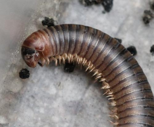 Cylindroiulus broti