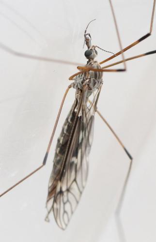 Tipula sp.